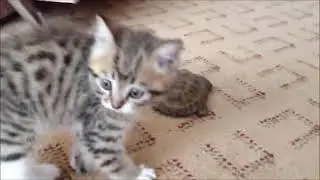 Котёнок нападает на черепаху