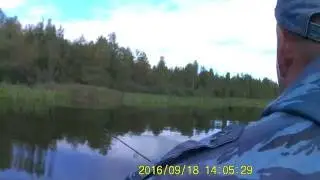 Ловим щуку и вдруг лось!