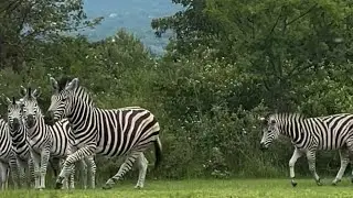 African wildlife shorts compilation 2024