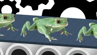 Frog farm
