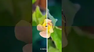 Halfway #flower #beautyofnature #macrophotography #mobilephotography #mobile_editing#phone_hub