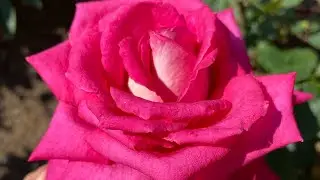 ROSE FLOWERING 2023🥰🌹. WHEN WILL THE VARIETIES DISAPPEAR?!🤪🌹