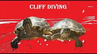 Cliff Diving in the Turtle Tub