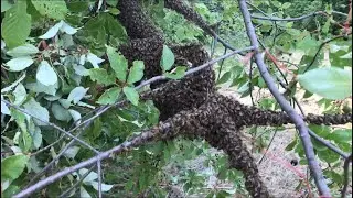 РОЙ НА МАКУШКЕ ДЕРЕВА! ЧТО ДЕЛАТЬ?