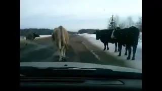 Россия, зима, коровы)))