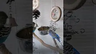 Про попугая и зеркало