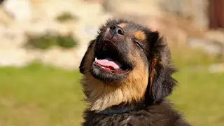 Puppy Days