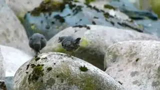 American Dipper parent and juvenile Englishman River