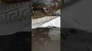 НАГЛЫЕ ЕНОТЫ