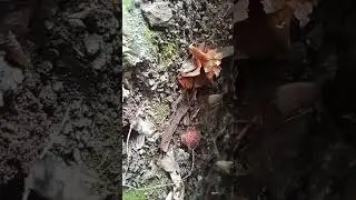 паук против пчелы. spider vs bees
