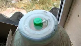 Домашнее вино в процессе. Home made vine process.
