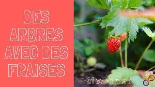 Des arbres avec des fraises : raconte moi la Mosson