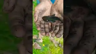 Fish Bite Penis , Fish Attack Testis and Penis