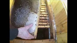 Пасека на 22 04 22 года