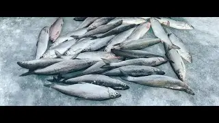Увильды 17декабря рыбалка  на рипуса!