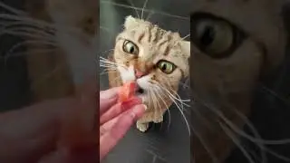 Все вкусняшки любимушам🥰😊😋