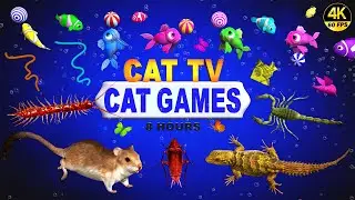 CAT GAMES | ULTIMATE CAT TV COMPILATION FOR FELINE FRIENDS | GAMES FOR CATS 😺 4K 8-HOURS