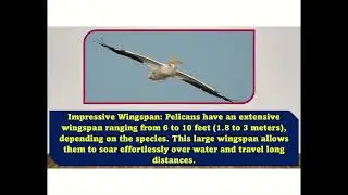 "Pelicans: Amazing Birds with Giant Beaks!" 🦩