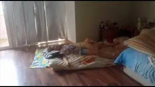Моё утро ставь лосик