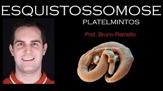 Verminoses - Esquistossomose ou Barriga-d'água