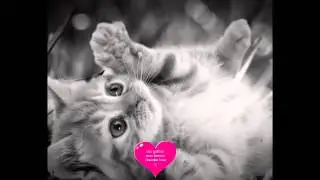 Los gatitos mas Hermosos imagenes