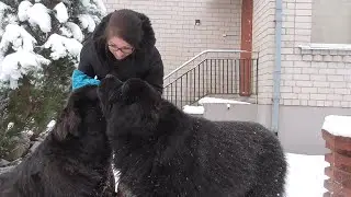 Me and the Dogs are enjoying the snow/Newfoundland dogs