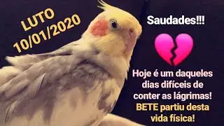 Bete, nossa Calopsita morreu. Momento em que encontrei Bete morta. 10/01/2020 💔/ cockatiel