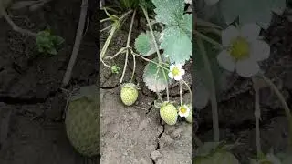 Strawberries in my garden