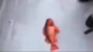 Fish.