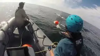 Blue whales can slow their hearts to a near stop while diving for food, study shows