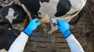 Easiest Way To Trim Cows Tails - How to Trim a Cow's Tail