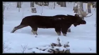 КАК ЛОСЬ СКИДЫВАЕТ СВОИ РОГА