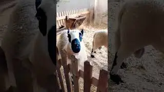 Одно слово козел