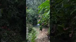 Relax and Unwind in Nature #shortsvideo #short #explorejamaica #jamaica #nature #destinationjamaica