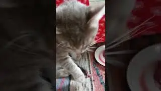 Кот принес крота, и подружился с ним