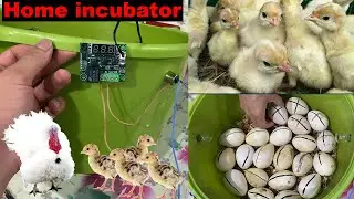 How to make an incubator at home and hatch chickens | كيف تصنع حاضنة في المنزل وتفقس الدجاج...
