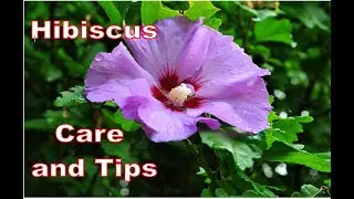 Hibiscus  Care and Tips for Insects GUMAMELA Care tips