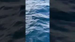 Ловля Красного Окуня в Норвегии