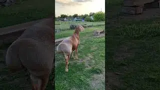 Арашан по кличке 