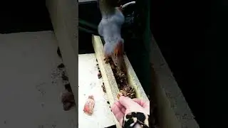 Пушистый гость с утра