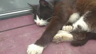 Кот!