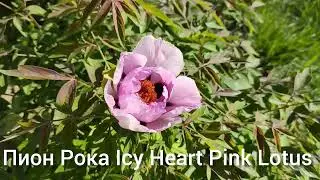 Пион Рока Icy Heart Pink Lotus