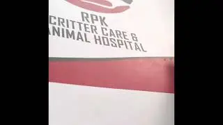 Taking Cat To The Vet #shorts #cat #animals #vet #persiancat #silveyqueen