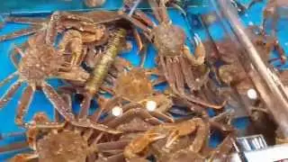пусан рыбный рынок 3