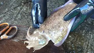 Aquatic Elegance Unveiled: Stunning Live Cuttlefish and Fish Cutting Skills by Gorgeous Experts! 🦑🔪✨