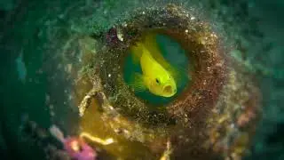 Anilao Macro Underwater Workshop - 4K Sony a6500