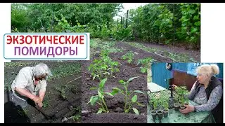 РАССАДА ЭКЗОТИЧЕСКИХ ПОМИДОР высаживаем в открытый грунт