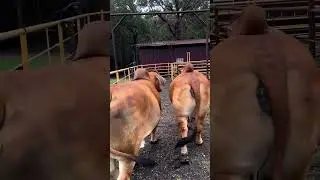 #redbrahmanbull