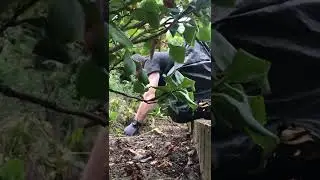 oddly satisfying border clearance #shorts