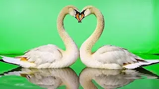 Top 4 Cinematic Swan Heart Moments: FREE Green Screen with Custom Music